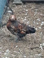 Kip kruising araucana, Dieren en Toebehoren, Kip