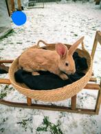 Vlaamse reuzen, Animaux & Accessoires, Lapins