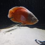 Pauwoogcichlide lemon 25 cm, Dieren en Toebehoren, Vissen | Aquariumvissen, Vis, Zoetwatervis