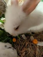 Lieve konijntjes, Dieren en Toebehoren, Konijnen, Meerdere dieren, Middelgroot, Hangoor, 0 tot 2 jaar