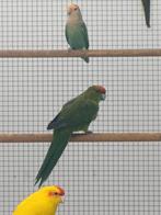Kakariki man, Dieren en Toebehoren
