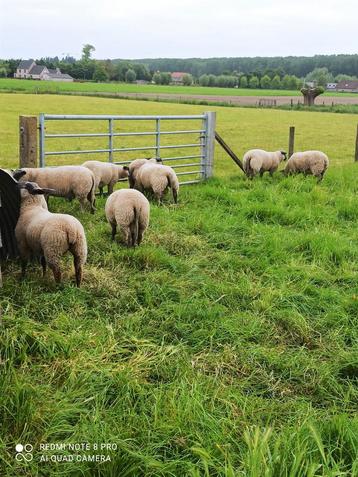 Dieren en toebehoren schapen en geiten