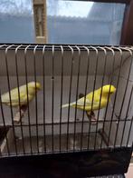 Kanaries, Animaux & Accessoires, Oiseaux | Canaris, Plusieurs animaux, Canari de couleur