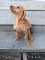 Labradoodle teefje abrikoos 40 cm, Dieren en Toebehoren, Honden | Retrievers, Spaniëls en Waterhonden, België, Fokker | Hobbymatig