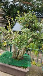 Bonsai Kurkeik Quercus suber, Tuin en Terras, Planten | Bomen, Ophalen