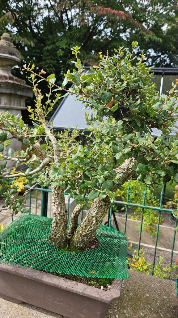 Bonsai Kurkeik Quercus suber, Tuin en Terras, Planten | Bomen, Ophalen