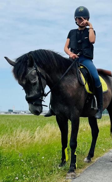 Gezocht: Paardrijlesgever te Oostende beschikbaar voor biedingen