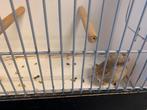Glosters, Dieren en Toebehoren, Vogels | Kanaries, Meerdere dieren, Postuurkanarie