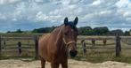 Top3 jarige dressuur/fokmerrie, Dieren en Toebehoren, Paarden, Zadelmak