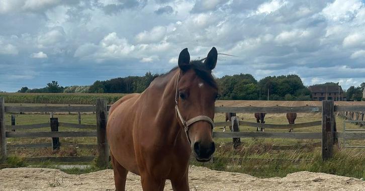 Top3 jarige dressuur/fokmerrie, Dieren en Toebehoren, Paarden, Zadelmak
