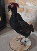 Opgezette dieren: roulroul of roelroel,  gekuifde bospatrijs, Verzamelen, Dierenverzamelingen, Ophalen of Verzenden