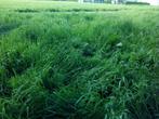 Tielt 8700 (Poelberg), Te Huur: 2 WEIDEN, groot: 2 x 0,5 ha, Weidegang, 4 paarden of pony's of meer