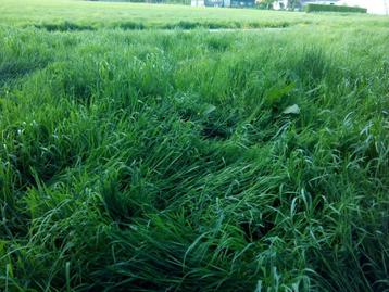 Tielt 8700 (Poelberg), Te Huur: 2 WEIDEN, groot: 2 x 0,5 ha beschikbaar voor biedingen