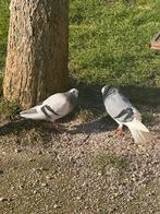 Tipplers anglais à vendre, Plusieurs animaux, Autres espèces