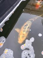 Koi te koop  40 cm, Dieren en Toebehoren