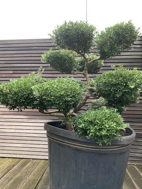 Vormboom Ilex Kimne Crenata, Tuin en Terras, Vijver-toebehoren, Nieuw, Overige typen, Ophalen