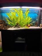 Aquarium juwel vision 1,20m, Ophalen, Zo goed als nieuw