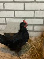 silverudd haantje zwart, Dieren en Toebehoren