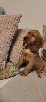 Engelse cocker pups reuke groeit op in m'n huisje met katjes, Chien (mâle), Belgique, Plusieurs, Éleveur | Loisir