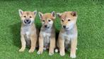 Chiots Shiba Inu, 15 semaines à 1 an, Étranger, Parvovirose, Éleveur | Professionnel