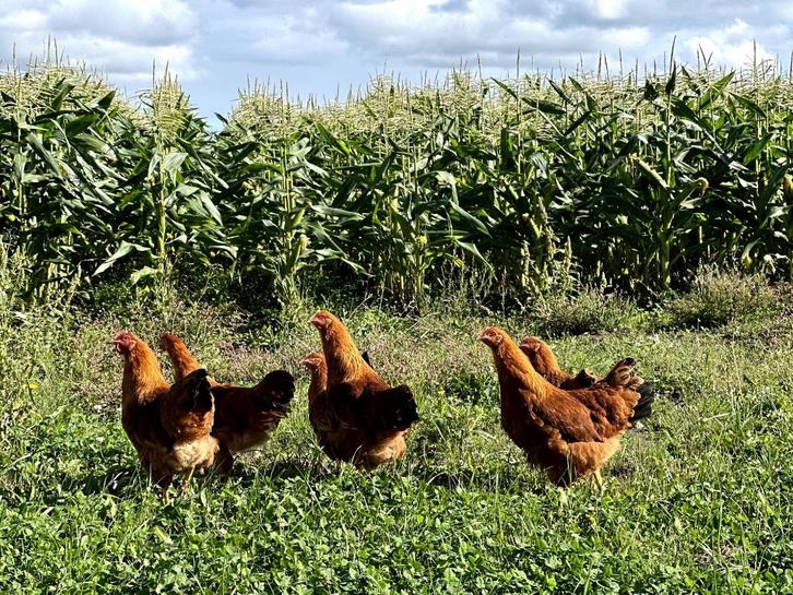 Jonge tamme New Hampshire kippen hennen gesekst, Dieren en Toebehoren, Pluimvee, Kip, Vrouwelijk