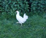 Witte legkip: ras witte leghorn - 10 + 1 GRATIS, Dieren en Toebehoren