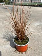 Carex buchananii ‘Red Rooster’ P10,5cm, Ophalen, Vaste plant, Siergrassen