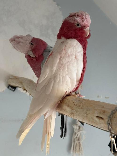 Koppel rose kaketoes, Dieren en Toebehoren, Vogels | Parkieten en Papegaaien, Papegaai, Meerdere dieren, Tam
