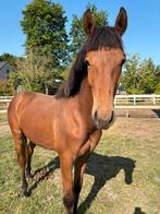 Superlieve jaarling ruin met top afstamming!, Dieren en Toebehoren, Paarden, Springpaard, Gechipt, Ruin, 0 tot 2 jaar