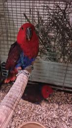Edelpapegaai pop, Dieren en Toebehoren, Vogels | Parkieten en Papegaaien, Vrouwelijk, Papegaai, Geringd