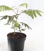 Albizia 'slaapboom', Dakboom, Minder dan 100 cm, Ophalen, In pot