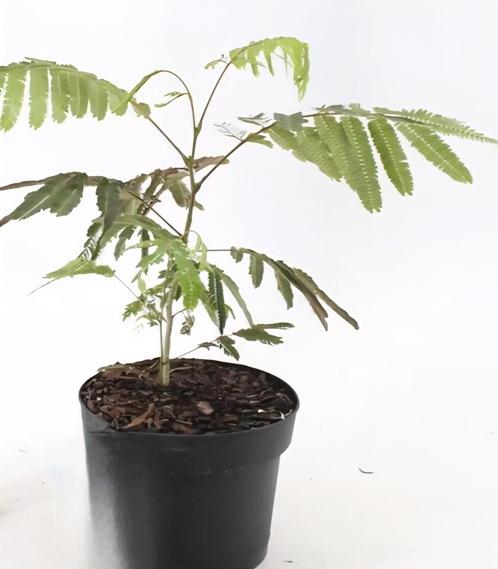 Albizia 'slaapboom', Tuin en Terras, Planten | Bomen, Dakboom, Minder dan 100 cm, Volledige schaduw, Zomer, In pot, Ophalen