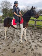 Prachtige ekstermerrie, Dieren en Toebehoren, Pony's, Zadelmak, 3 tot 6 jaar, Recreatiepony, Merrie