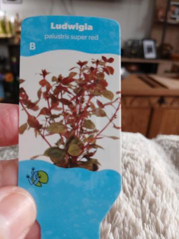 Ludwigia, palustris super red, aquarium plantjes  beschikbaar voor biedingen