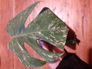 Monstera variegata stek met wortel beschikbaar voor biedingen