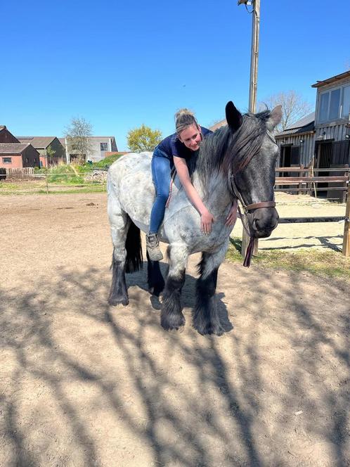 Uitzonderlijk braaf en leuk Belgisch trekpaard ruin, Dieren en Toebehoren, Paarden, Ruin, Zadelmak, 170 tot 175 cm, 3 tot 6 jaar