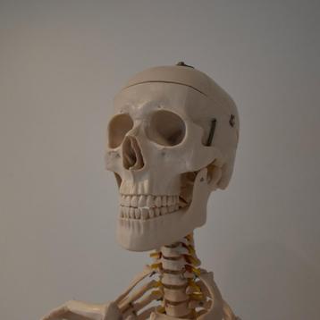 Anatomisch Model Skelet - Levensgroot - Skeletmodel beschikbaar voor biedingen