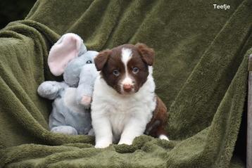 Prachtige bruine Border Collie pups  beschikbaar voor biedingen