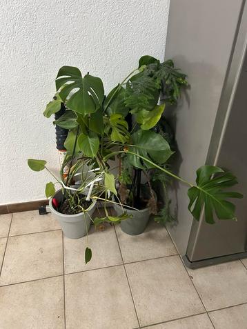 1. Monstera Deliciosa/2. Araucaria heterophylla beschikbaar voor biedingen