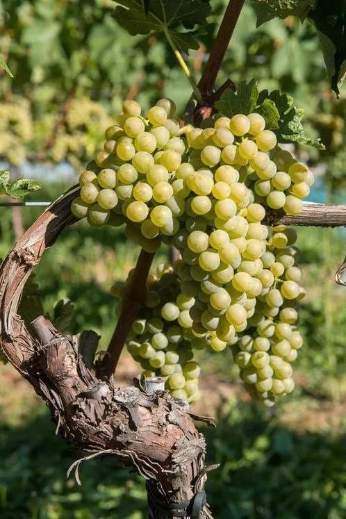 Wijnstok Divona te koop, Tuin en Terras, Planten | Fruitbomen, Ophalen of Verzenden