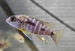 Aulonocara stuartgranti malawi cichlide hobbykw, Dieren en Toebehoren, Vis, Zoetwatervis