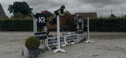 C pony , chique merrie ., Dieren en Toebehoren, Pony's, Merrie