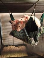 4 jongvolwassen, mannelijke ratten, Animaux & Accessoires, Rongeurs, Rat, Mâle, Juin, Domestique