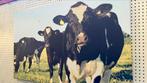 Canvas met koeien 80x50, Ophalen, 50 tot 75 cm, Nieuw, Print
