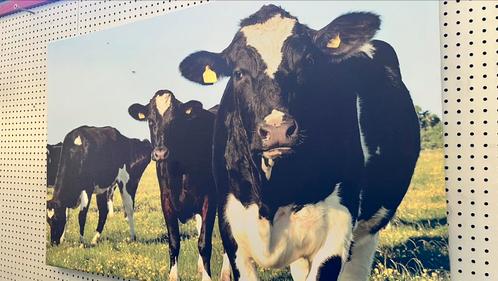Canvas met koeien 80x50, Huis en Inrichting, Woonaccessoires | Schilderijen, Tekeningen en Foto's, Nieuw, Print, 50 tot 75 cm