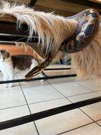 Konings python, Dieren en Toebehoren, Ophalen, Zo goed als nieuw