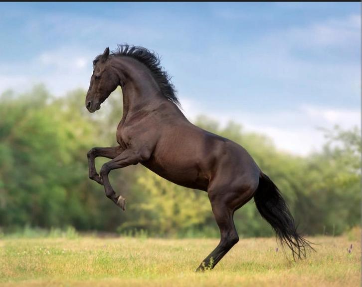 Gediplomeerd hoefsmid, bekapper aan huis., Dieren en Toebehoren, Paarden