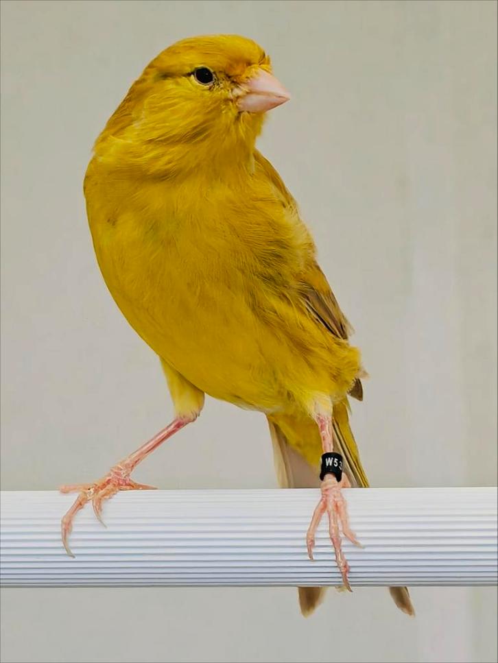 Goud isabel en wit isabel kanaries ( TT kwaliteit ), Dieren en Toebehoren, Vogels | Kanaries, Kleurkanarie, Meerdere dieren