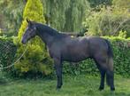 3 Jarige BWP ruin, Dieren en Toebehoren, Paarden, Gechipt, Ruin, Zadelmak, 170 tot 175 cm