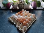 Oeufs frais poules et canes